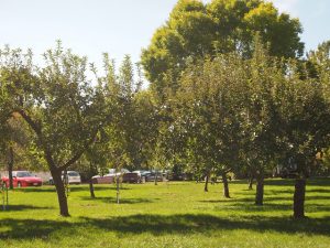 CJC.Front.FruitTrees