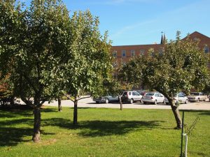 CJC.FruitTrees.Four