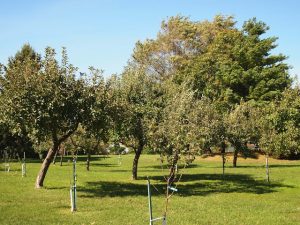 CJC.FruitTrees.Two